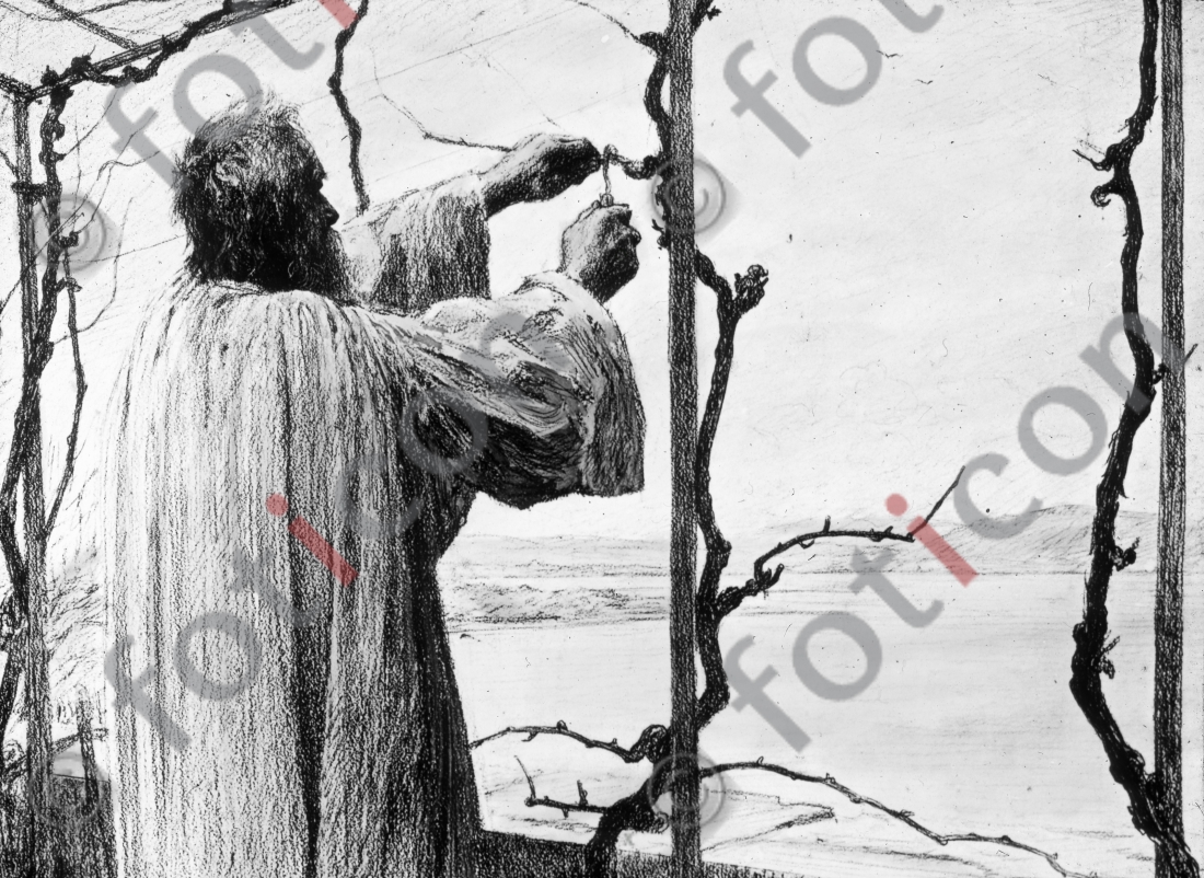 Gleichnis vom Weinstock und den Reben | Parable of the vine and the branches - Foto foticon-simon-132068-sw.jpg | foticon.de - Bilddatenbank für Motive aus Geschichte und Kultur